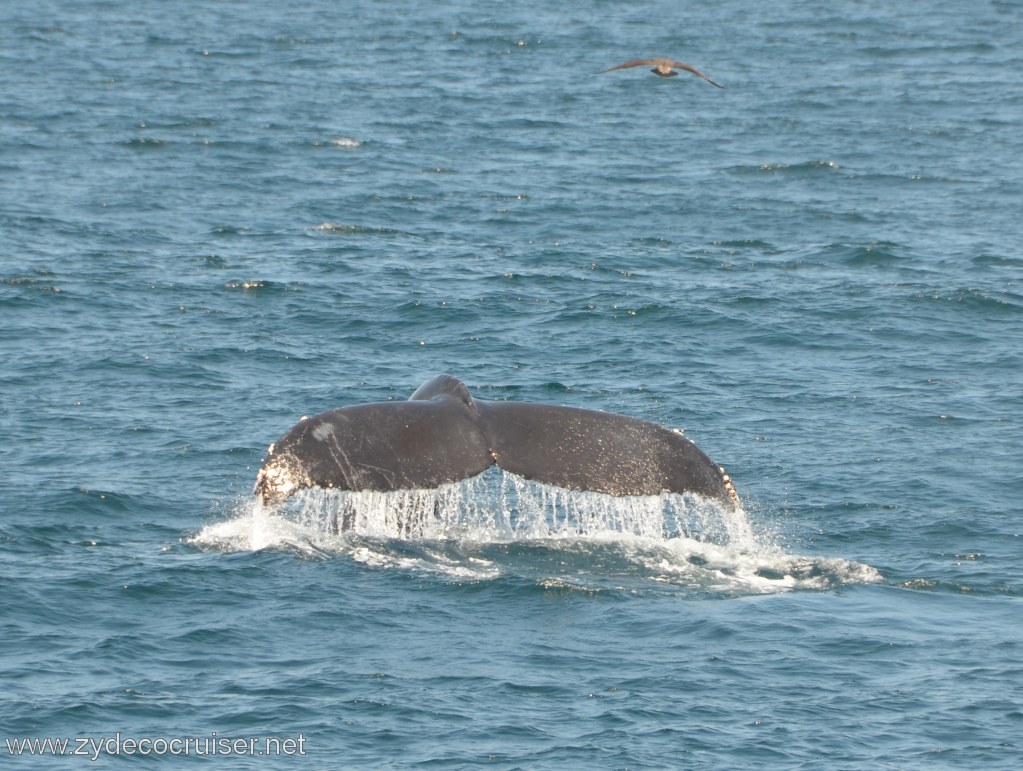 065: Island Packers, Ventura, CA, Whale Watching, Humpback Whale Fluke