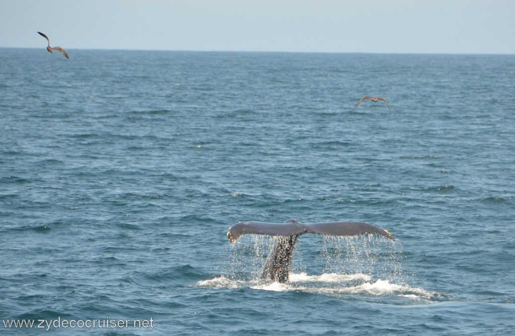 066: Island Packers, Ventura, CA, Whale Watching, Humpback Whale Fluke