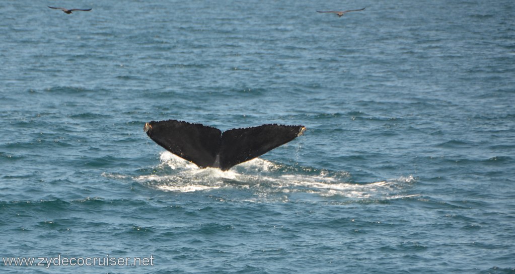 067: Island Packers, Ventura, CA, Whale Watching, Humpback Whale Fluke