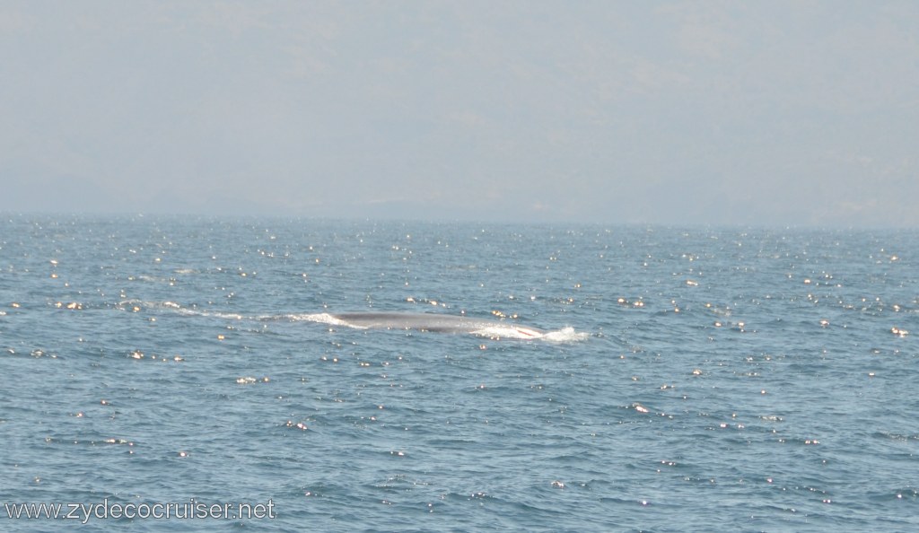 068: Island Packers, Ventura, CA, Whale Watching, Blue Whale, 