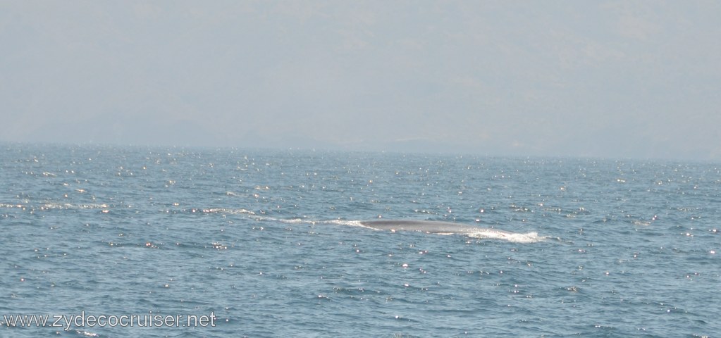 069: Island Packers, Ventura, CA, Whale Watching, Blue Whale, 