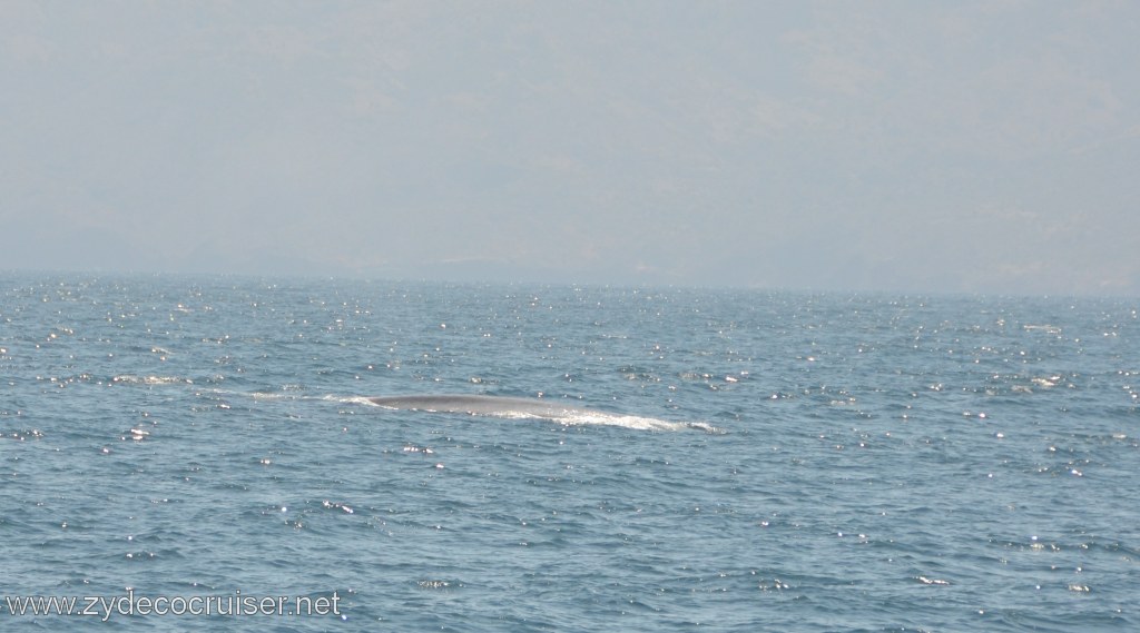 070: Island Packers, Ventura, CA, Whale Watching, Blue Whale, 