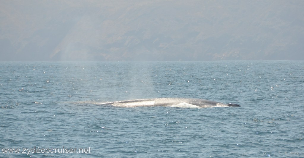 071: Island Packers, Ventura, CA, Whale Watching, Blue Whale, 