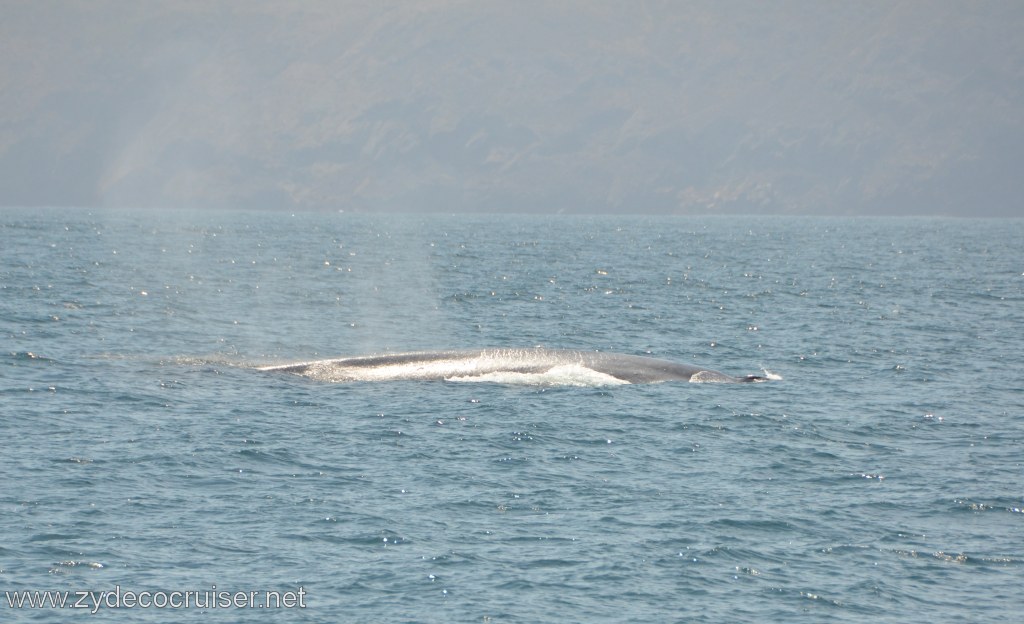 072: Island Packers, Ventura, CA, Whale Watching, Blue Whale, 