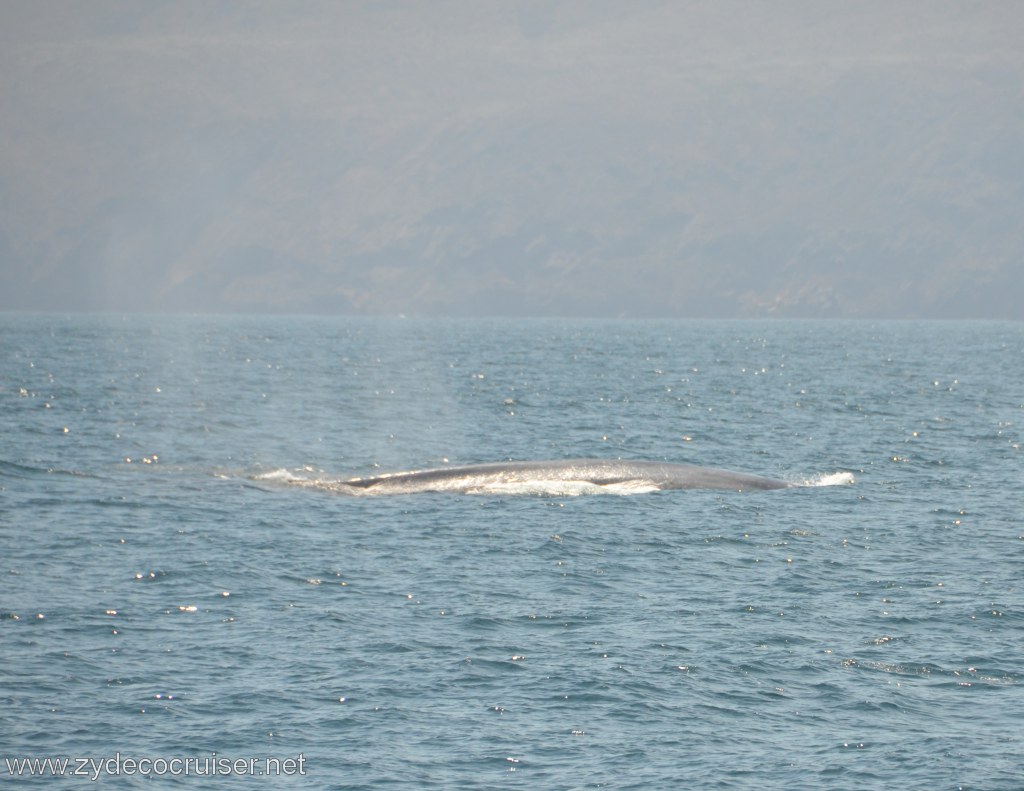 073: Island Packers, Ventura, CA, Whale Watching, Blue Whale, 