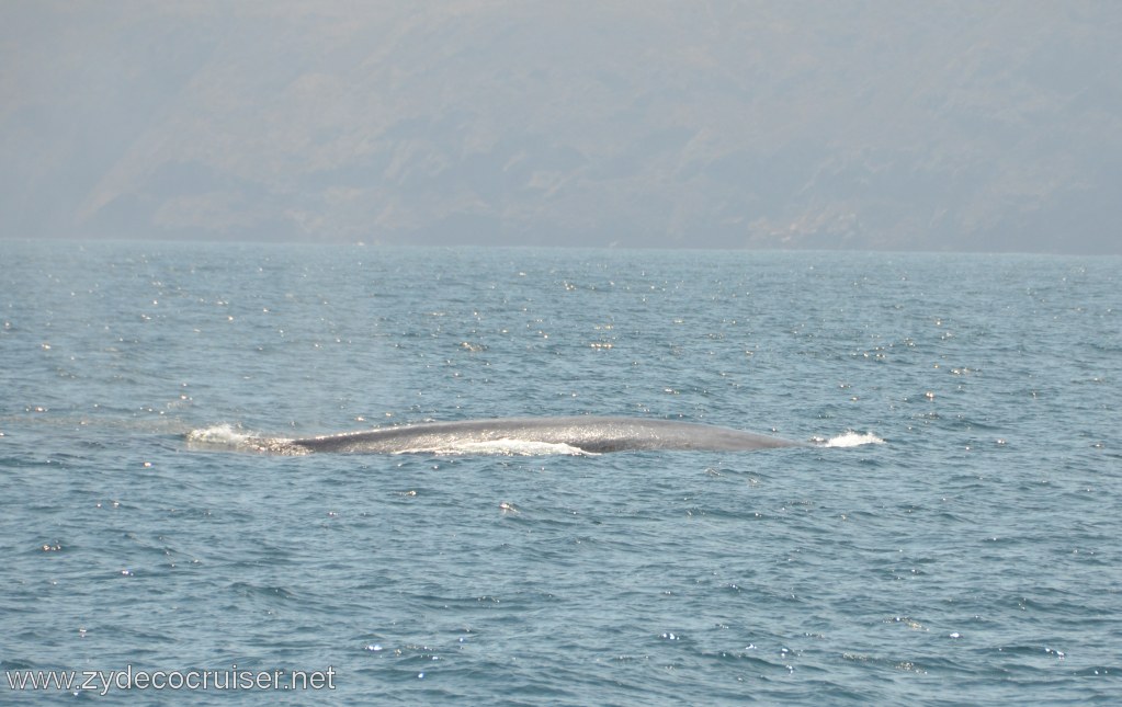 074: Island Packers, Ventura, CA, Whale Watching, Blue Whale, 