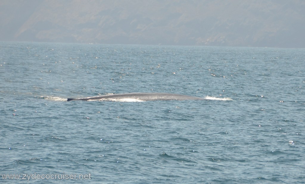 075: Island Packers, Ventura, CA, Whale Watching, Blue Whale, 