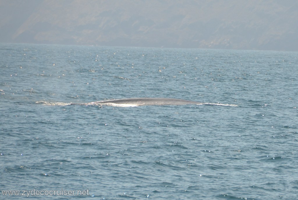076: Island Packers, Ventura, CA, Whale Watching, Blue Whale, 