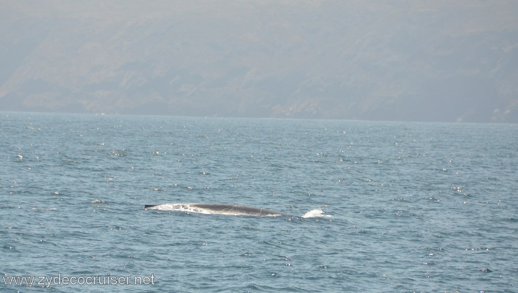 077: Island Packers, Ventura, CA, Whale Watching, Blue Whale, 