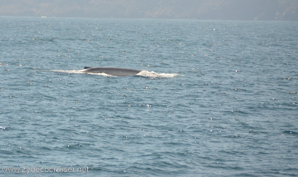 078: Island Packers, Ventura, CA, Whale Watching, Blue Whale, 