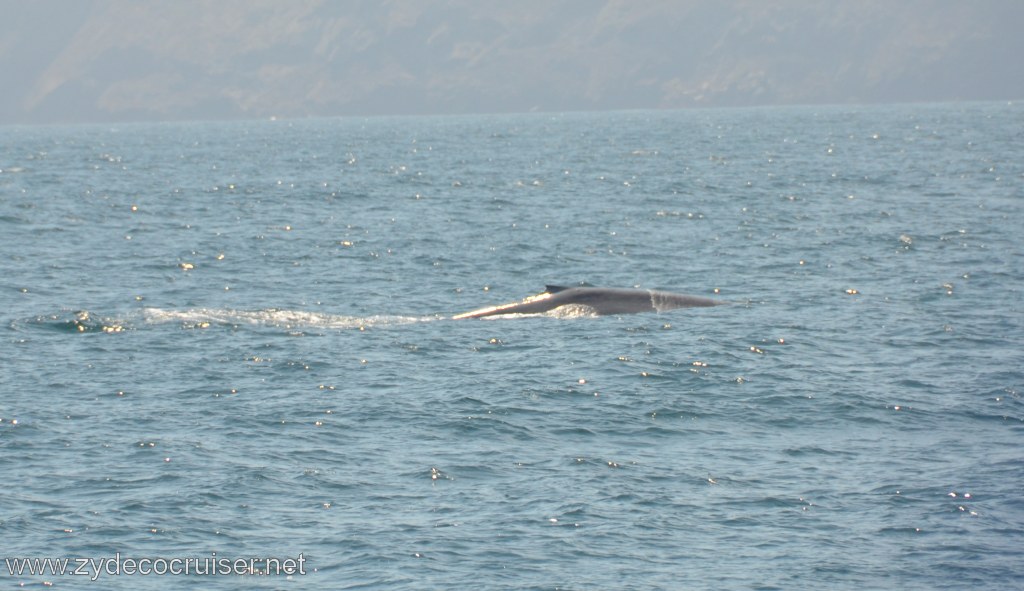 079: Island Packers, Ventura, CA, Whale Watching, 