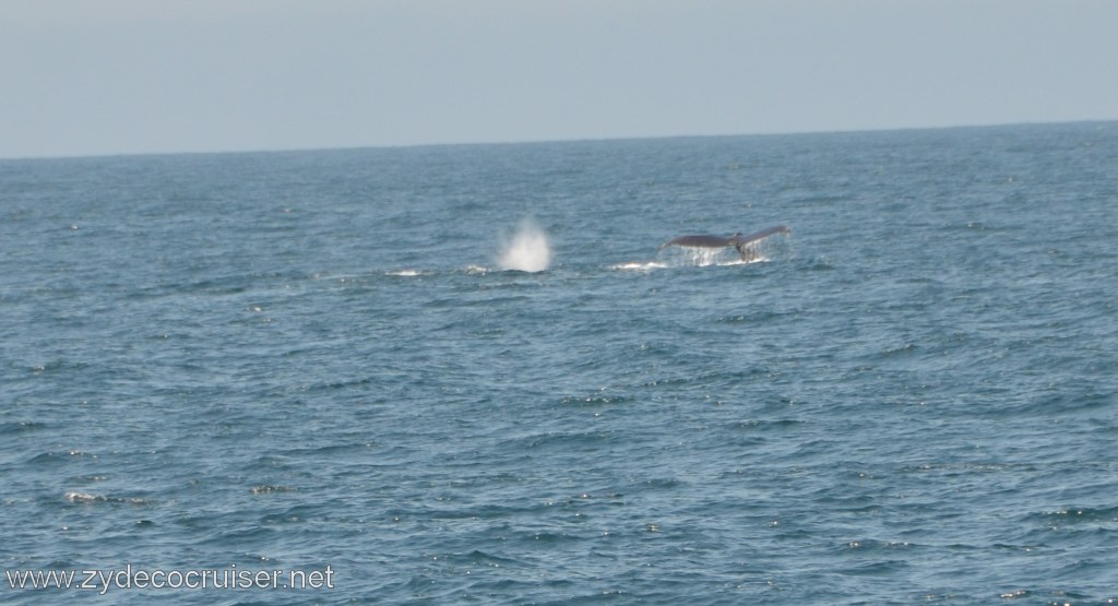 081: Island Packers, Ventura, CA, Whale Watching, Humpback Whale Fluke
