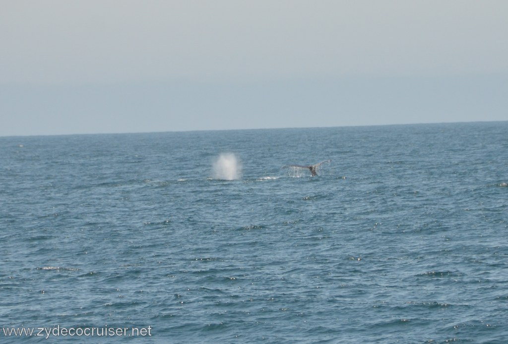 082: Island Packers, Ventura, CA, Whale Watching, Humpback Whale Fluke and spout