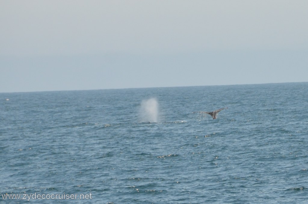 083: Island Packers, Ventura, CA, Whale Watching, Humpback Whale Fluke and spout