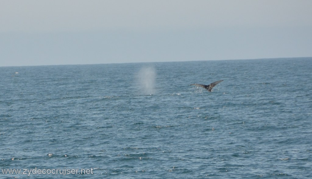 084: Island Packers, Ventura, CA, Whale Watching, Humpback Whale Fluke and spout