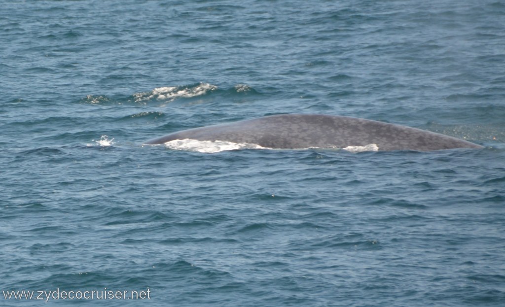087: Island Packers, Ventura, CA, Whale Watching, Blue Whale, 