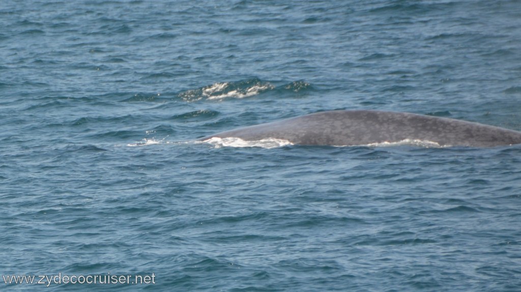 088: Island Packers, Ventura, CA, Whale Watching, Blue Whale, 