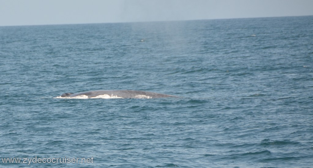 090: Island Packers, Ventura, CA, Whale Watching, Blue Whale, 