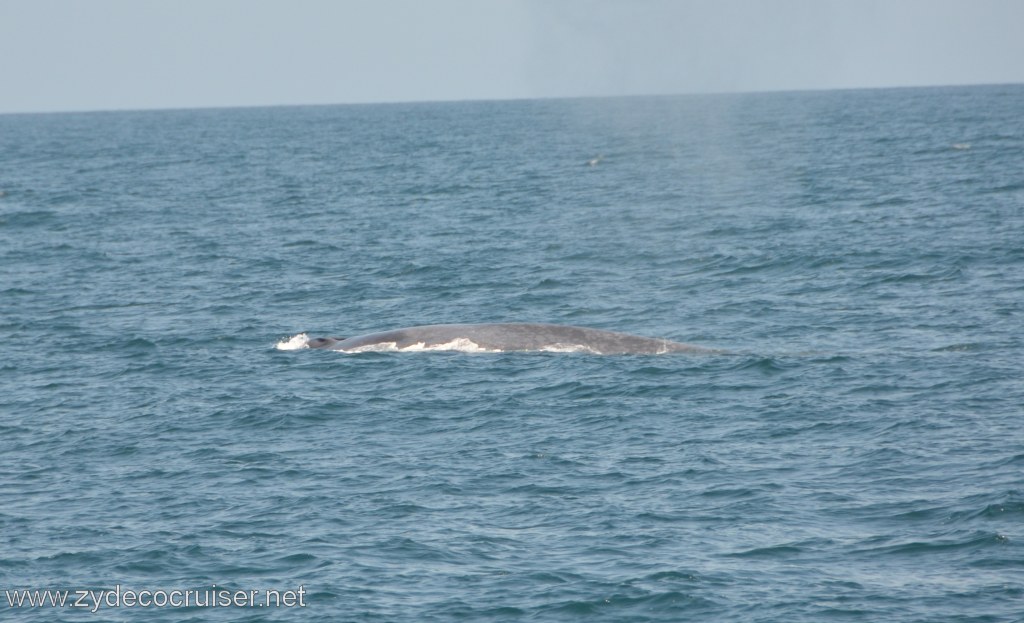 091: Island Packers, Ventura, CA, Whale Watching, Blue Whale, 