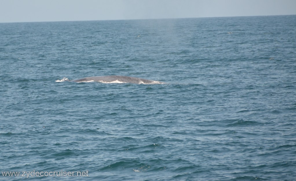 092: Island Packers, Ventura, CA, Whale Watching, Blue Whale, 