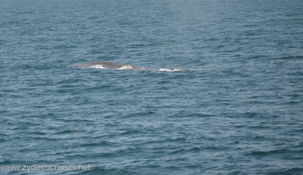 093: Island Packers, Ventura, CA, Whale Watching, Blue Whale, 