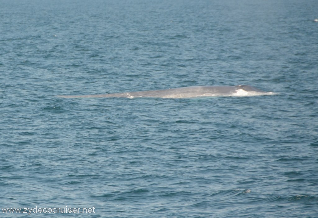 101: Island Packers, Ventura, CA, Whale Watching, Blue Whale, 