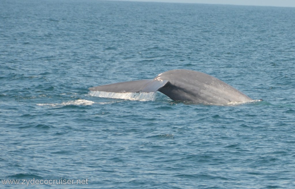 120: Island Packers, Ventura, CA, Whale Watching, Blue Whale Fluke (Tail)
