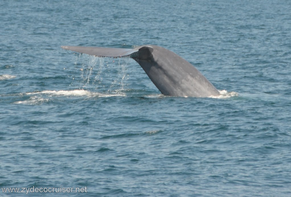 121: Island Packers, Ventura, CA, Whale Watching, Blue Whale Fluke (Tail)