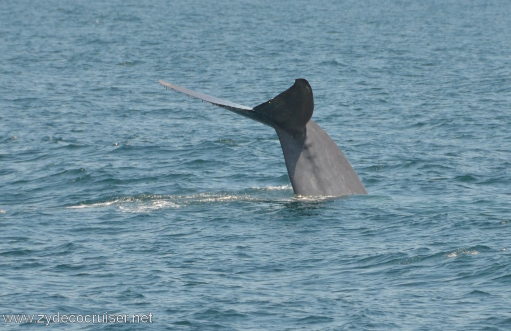 122: Island Packers, Ventura, CA, Whale Watching, Blue Whale Fluke (Tail)