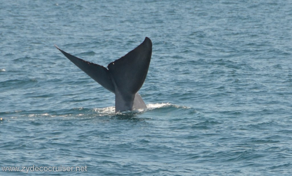 123: Island Packers, Ventura, CA, Whale Watching, Blue Whale Fluke (Tail)