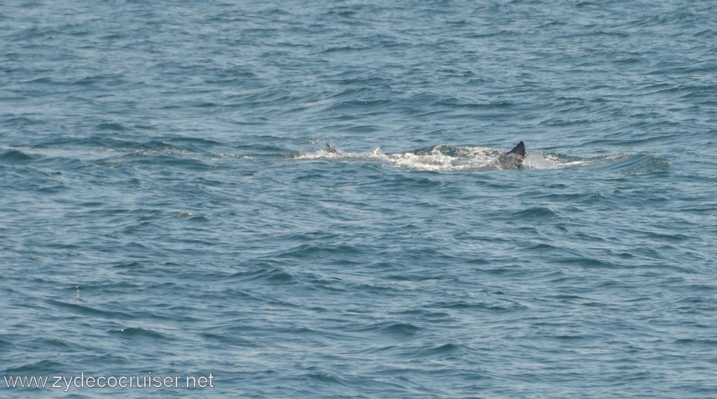 124: Island Packers, Ventura, CA, Whale Watching, 