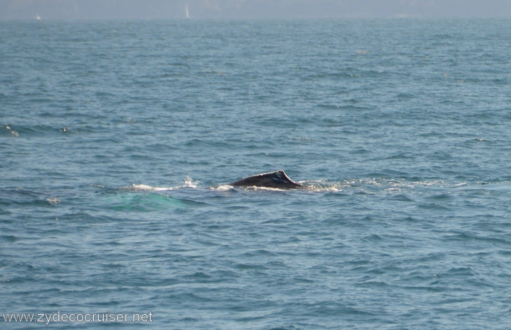 125: Island Packers, Ventura, CA, Whale Watching, Humpback whale