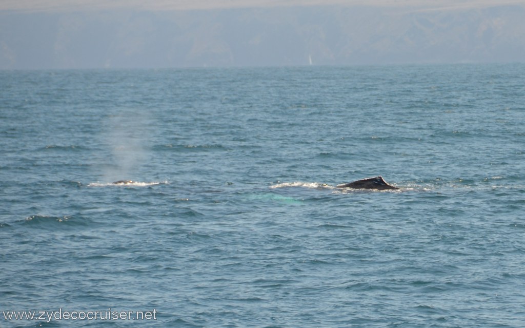 126: Island Packers, Ventura, CA, Whale Watching, Humpback whales