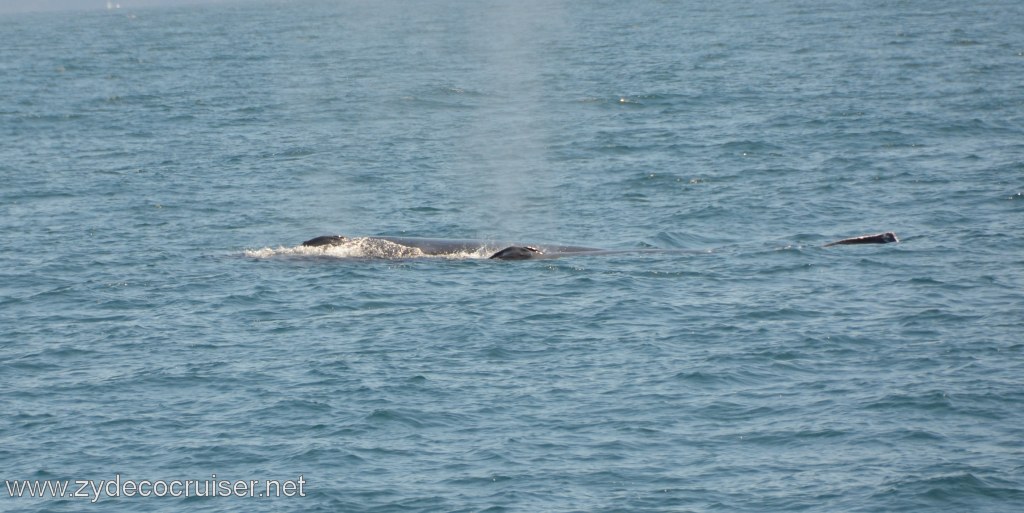127: Island Packers, Ventura, CA, Whale Watching, Humpback whales