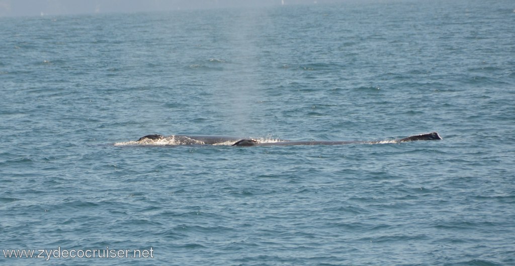 128: Island Packers, Ventura, CA, Whale Watching, Humpback whales