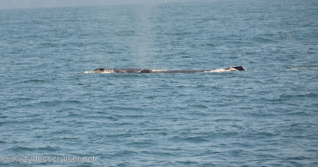129: Island Packers, Ventura, CA, Whale Watching, Humpback whales