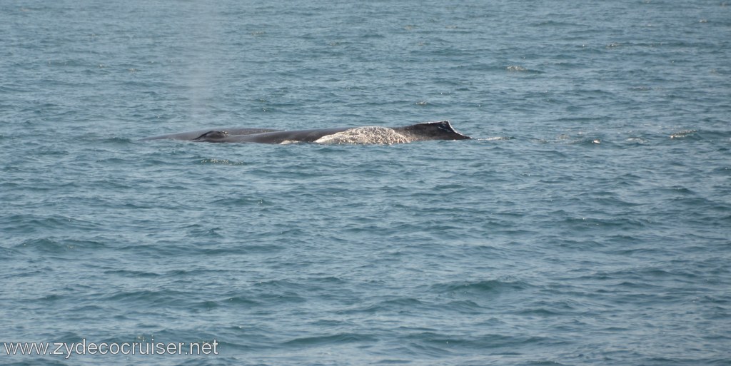 130: Island Packers, Ventura, CA, Whale Watching, Humpback whale