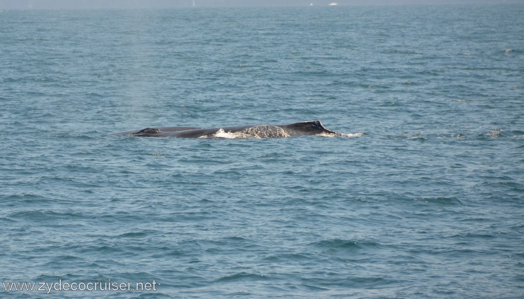 131: Island Packers, Ventura, CA, Whale Watching, Humpback whales
