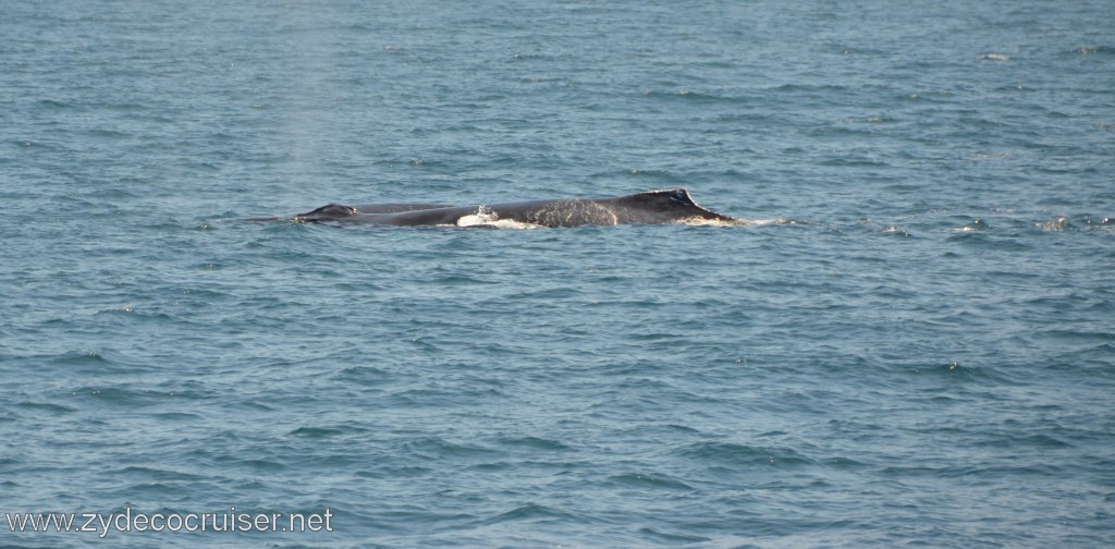 132: Island Packers, Ventura, CA, Whale Watching, Humpback whales