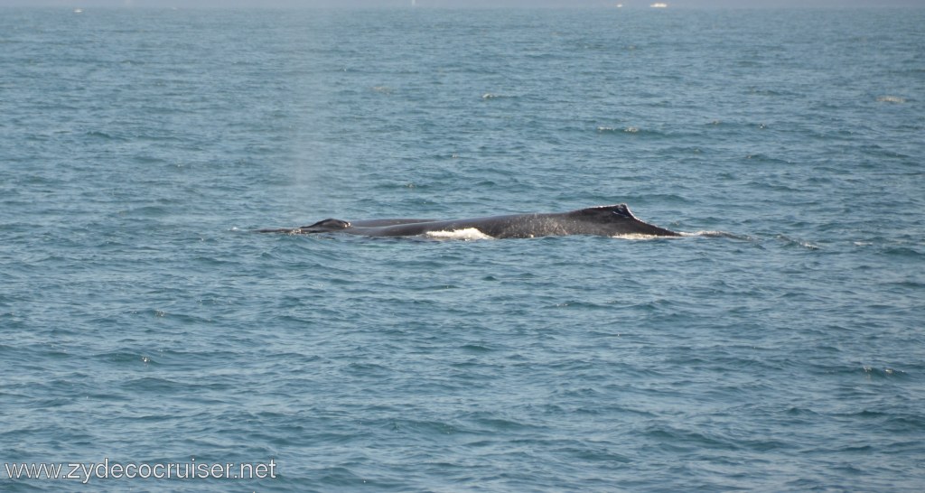 133: Island Packers, Ventura, CA, Whale Watching, Humpback whale