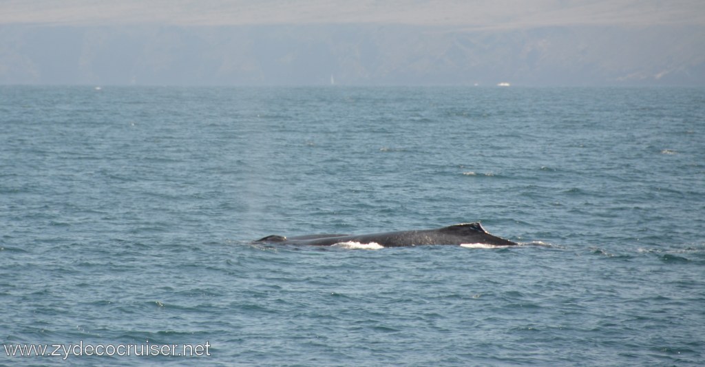 134: Island Packers, Ventura, CA, Whale Watching, Humpback whale