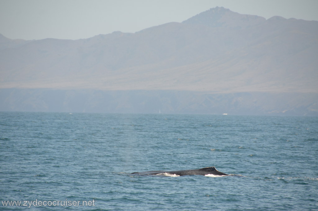 135: Island Packers, Ventura, CA, Whale Watching, Humpback whale