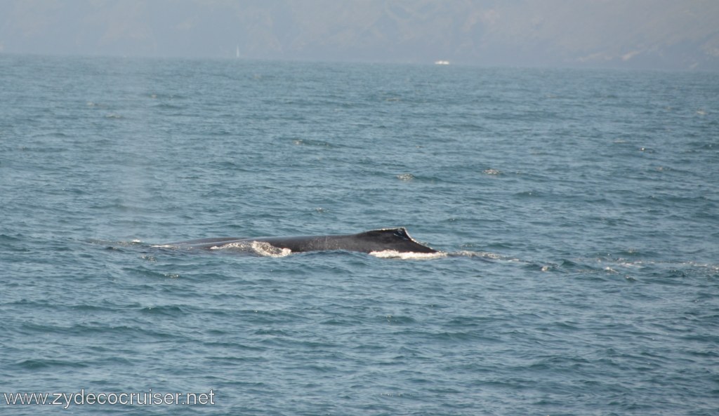 136: Island Packers, Ventura, CA, Whale Watching, Humpback whale