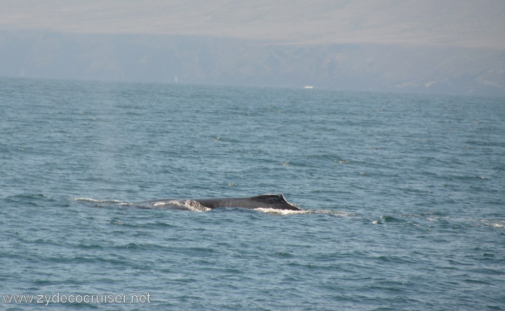 137: Island Packers, Ventura, CA, Whale Watching, Humpback whale