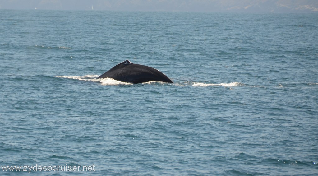 138: Island Packers, Ventura, CA, Whale Watching, Humpback whale