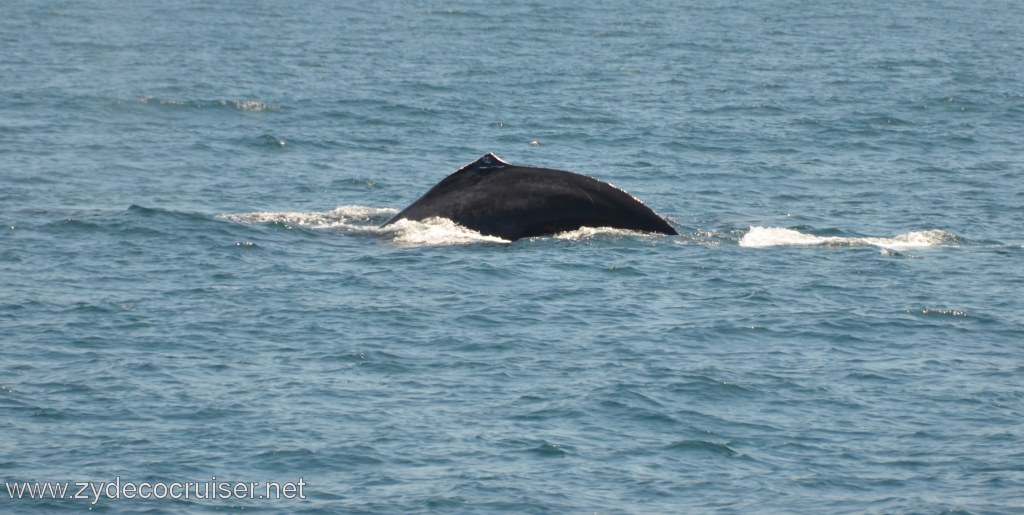 139: Island Packers, Ventura, CA, Whale Watching, Humpback whale