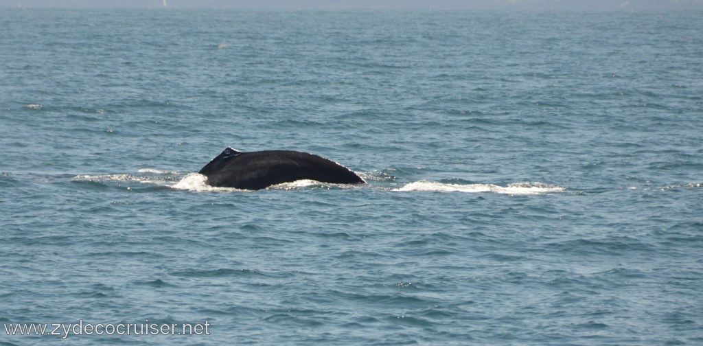 140: Island Packers, Ventura, CA, Whale Watching, Humpback whale