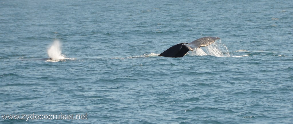 141: Island Packers, Ventura, CA, Whale Watching, Humpback whale fluke and spout