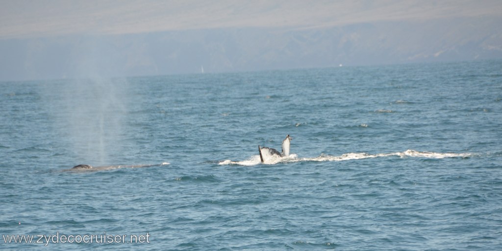 142: Island Packers, Ventura, CA, Whale Watching, Humpback whale fluke and spout
