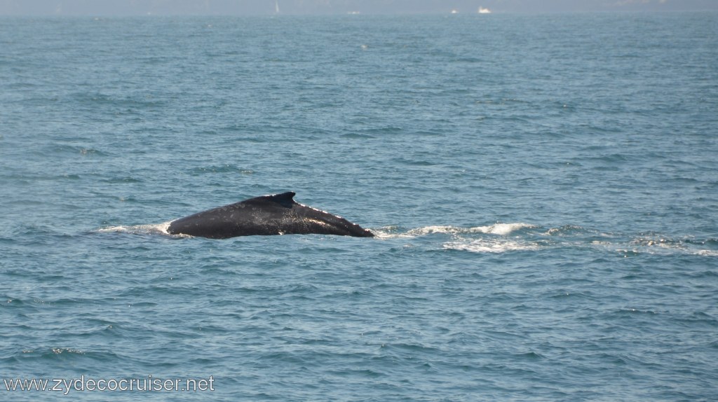143: Island Packers, Ventura, CA, Whale Watching, Humpback whale